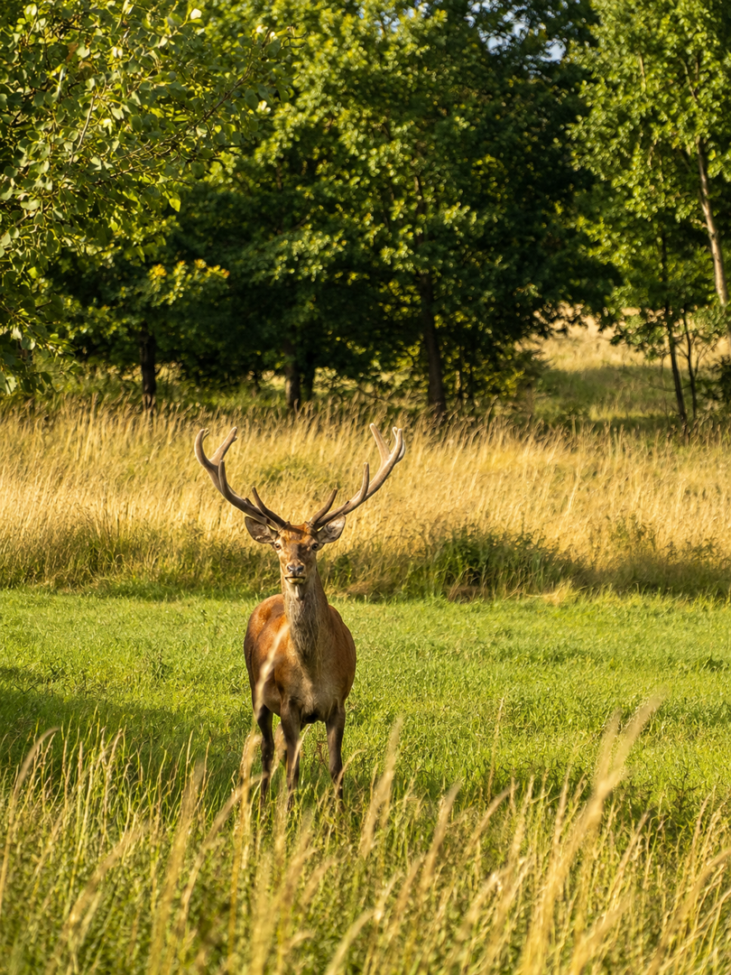 Deer Hills