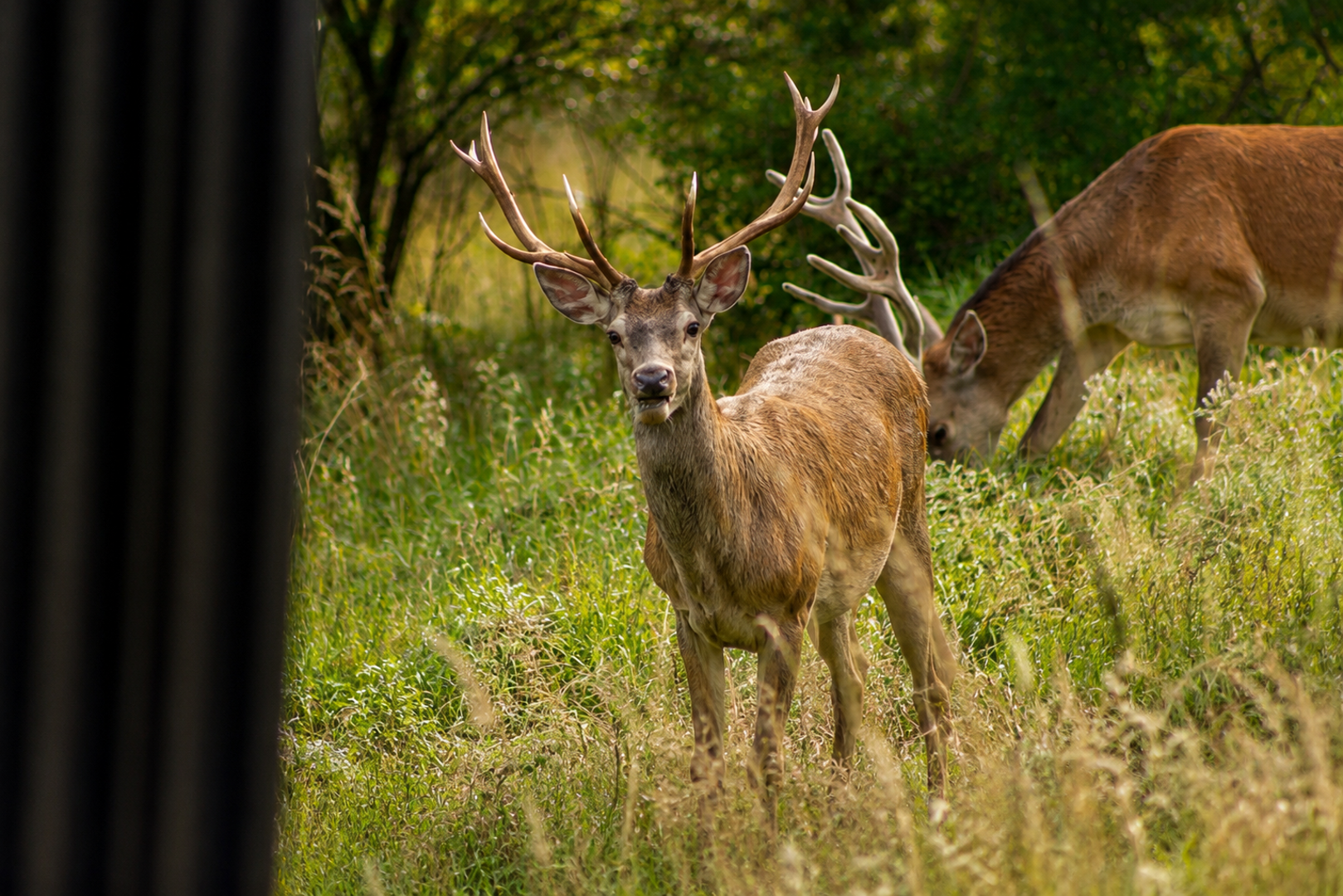 Deer Hills