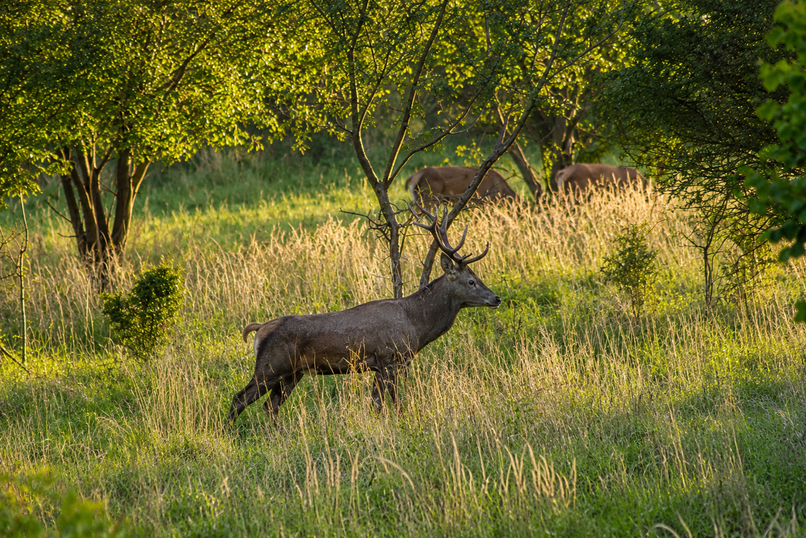 Deer Hills